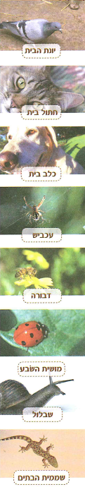 (בספר 8 תמונות, היעזר במנחה)